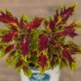 Coleus – FlameThrower™ Chilli Pepper – 4.5″ Pot